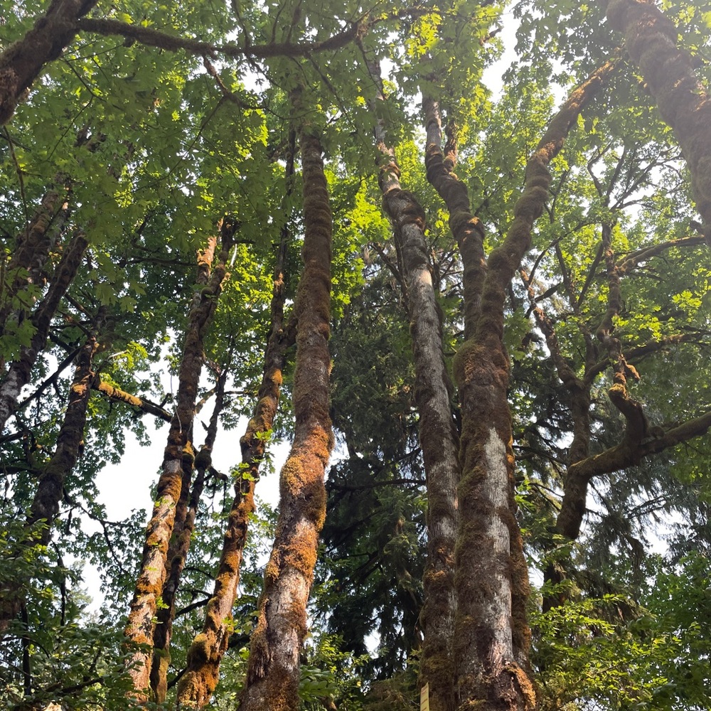 Meet your Posher, Luz